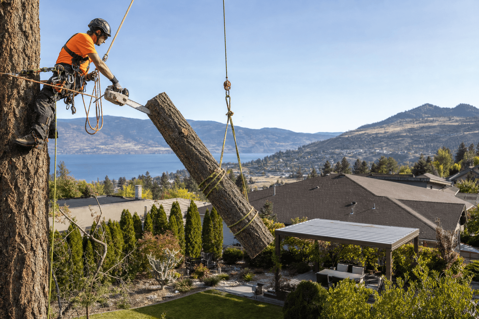 Arborist using ropes to safely remove a tall tree in Kelowna